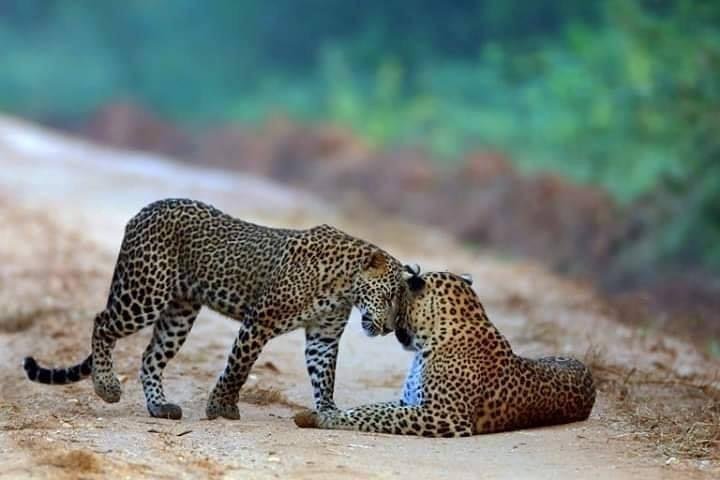 Wilpattu National Park